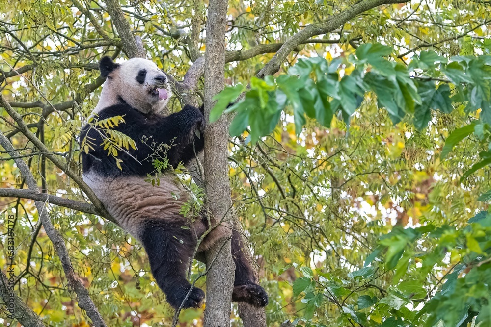 Obraz premium A giant panda climbing in a tree