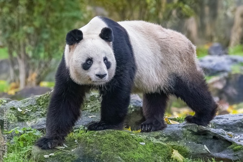 A giant panda walking, portrait 
 photo