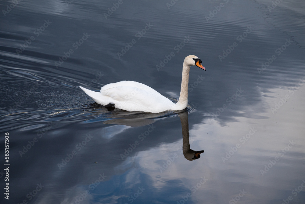Fototapeta premium un cygne glissant sur l'eau, reflets de ciel bleu et de nuage