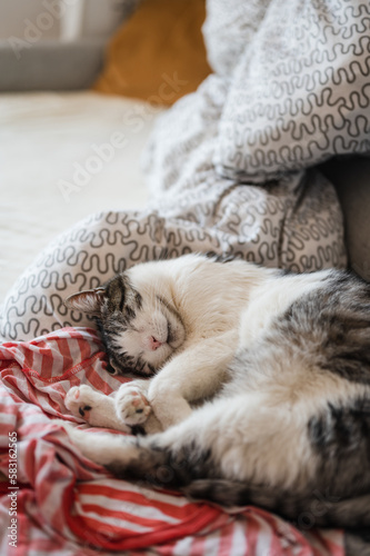 Beautiful white-gray domestic cat deep sleep in bed, on pet owner's pajama under morning light in bedroom