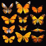 Collection of orange butterflies with black background Generative AI Illustration