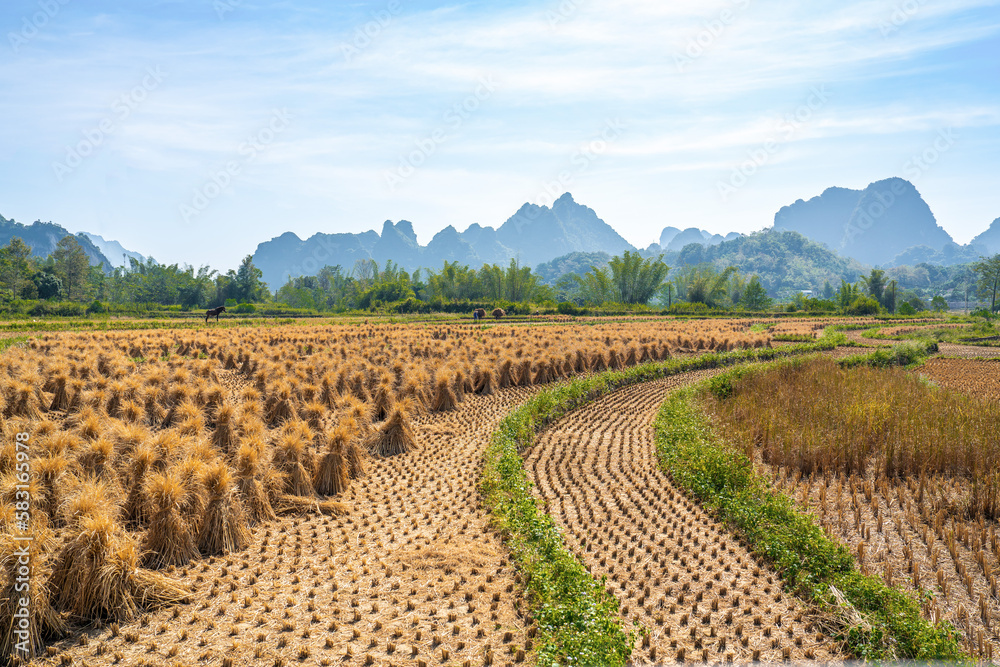 Northern  Vietnam , harvested rice fields in the Cao Bang district.