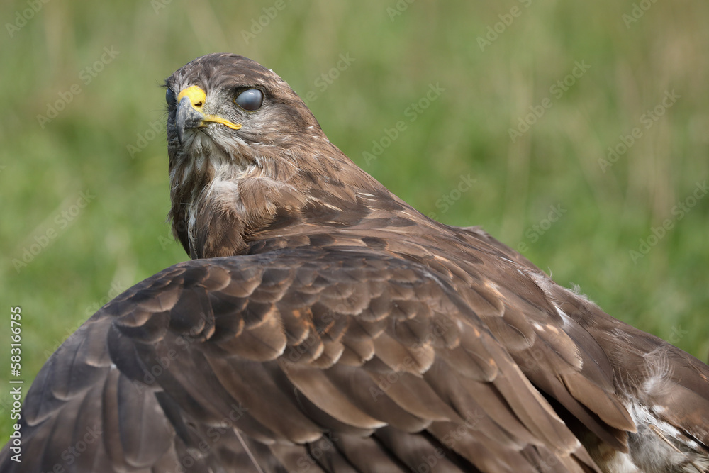 A portrait of a Common Buzzard with its translucent eyelid covering its eye
 