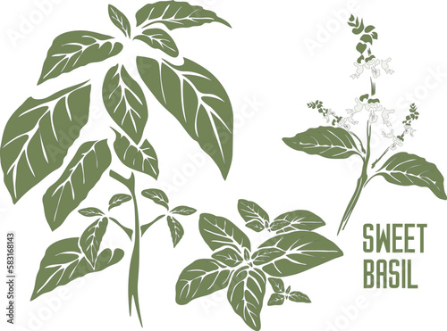 Sweet basil plant in color vector silhouette. Ocimum basilicum medicinal outline. Set of Sweet basil leafs in color painting for pharmaceuticals and cooking. Basil gray outline with color drawing. 
