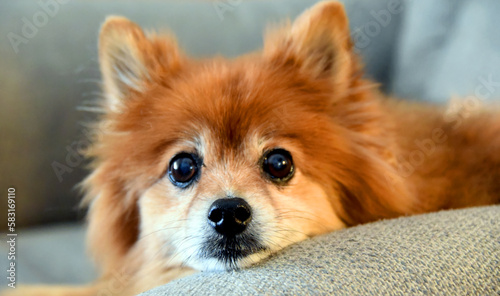 Head of Pomeranian on Chair