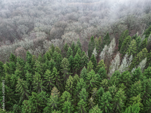 Aerial photo of pine forest