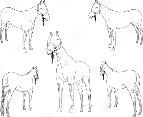 sketch vector illustration of tame horse on nature farm