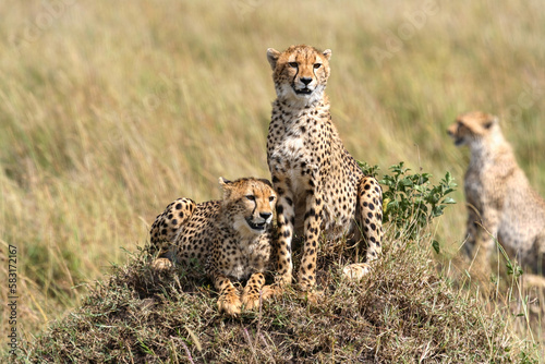 Cheetahs in the savannah of africa