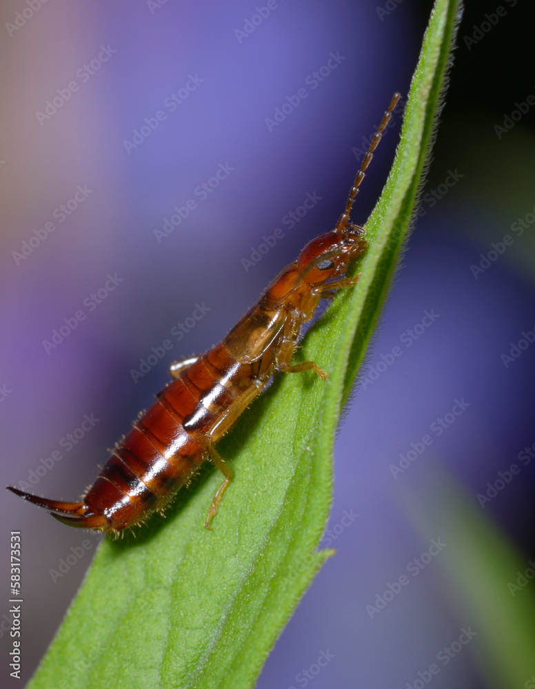 the common earwig or European earwig, Forficula auricularia, sitting on a green leaf the common earwig or European earwig, Forficula auricularia, sitting on a green leaf