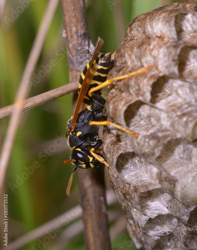 paper wasp Polistes dominula guarding its nest