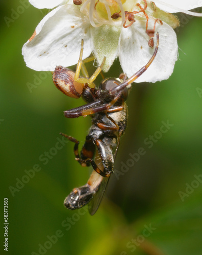 crab spider Synema globosum, eating the fly photo