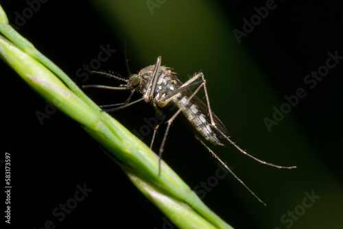 mosquito Ochlerotatus sitting on a green grass stem © Yurii Zushchyk