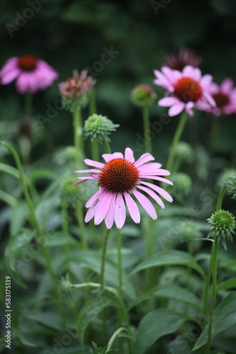Vertical shot of purple Echinacea blossoms and leaves