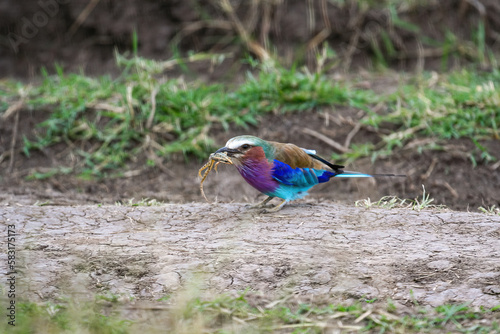 A Lilac breasted roller is catching a frog photo
