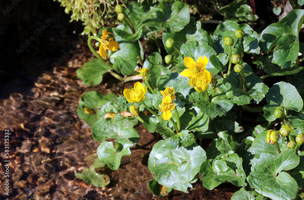 Sunlit Yellow Marsh Marigold flowers by a stream, Derbyshire England
Sunlit Yellow Marsh Marigold flowers by a stream, Derbyshire England