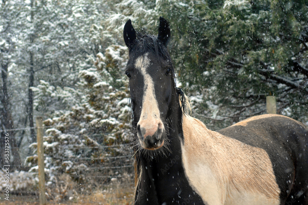 Fototapeta premium Shaggy Fur for Winter