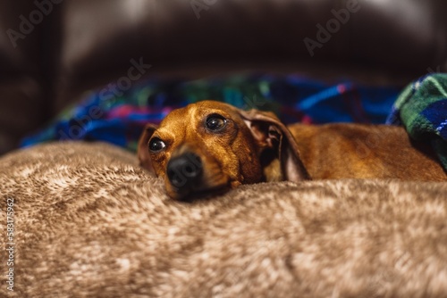 Cute Dachshund dog lying on soft fur surface at home with blue background