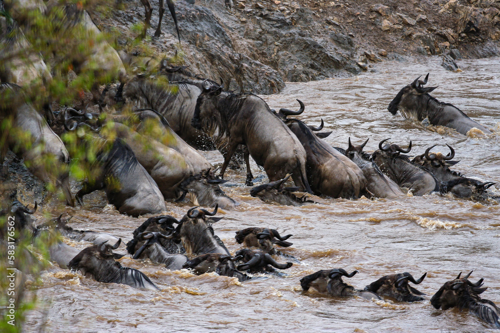 Fototapeta premium The big migration of the Wildebeests in Africa