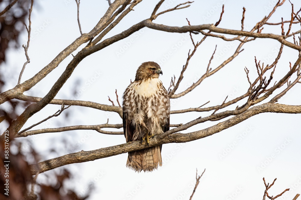 Closeup of a red-tailed hawk perched on the tree branch on the background of the sky Closeup of a red-tailed hawk perched on the tree branch on the background of the sky