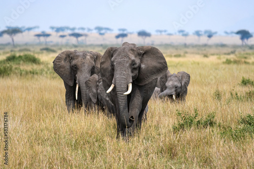 Foto A herd of elephants in the Savannah of the Masai Mara