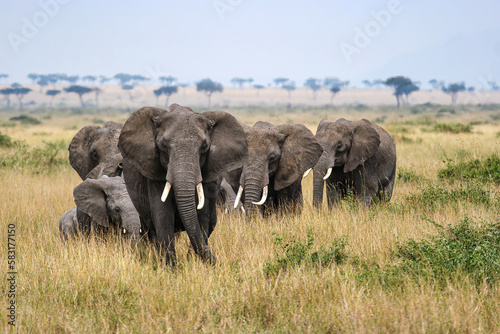 A herd of elephants in the Savannah of the Masai Mara