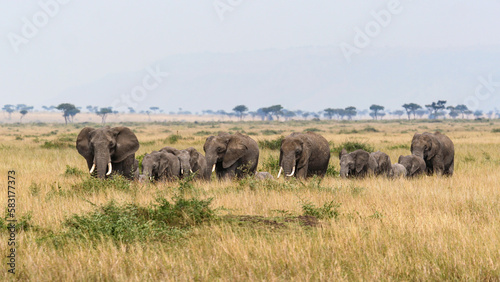A herd of elephants in the Savannah of the Masai Mara © hecke71