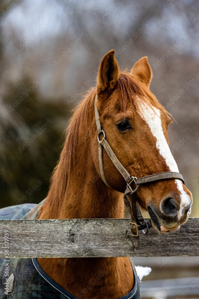 a horse in a blue sweater is looking over a fence a horse in a blue sweater is looking over a fence