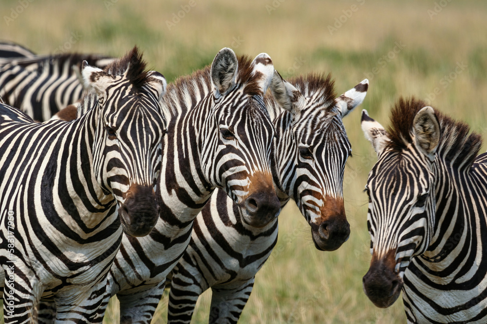 Fototapeta premium Zebras in the Masai Mara