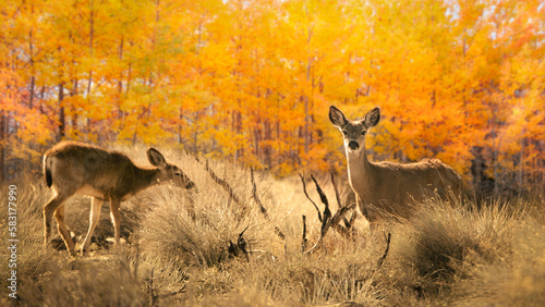 Two black-tailed deer  grazing near an aspen forest in autumn, Big Pine, Inyo County, California, USA photo