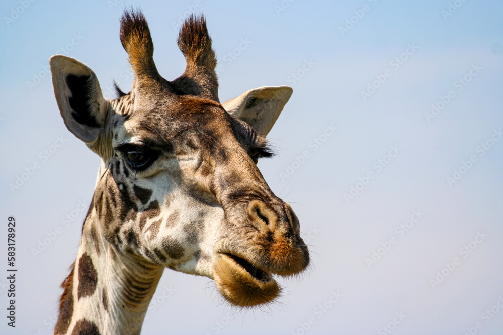 Obraz premium Portrait of a Giraffe