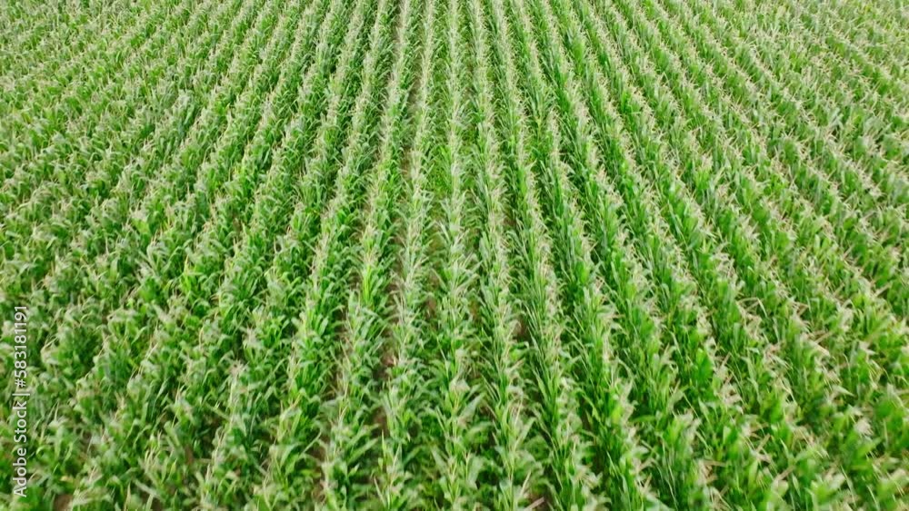 Aerial view of the wide farm trees and corn field Aerial view of the wide farm trees and corn field