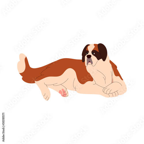 St Saint Bernard breed, big dog lying. Serious herding doggy, hairy beautiful purebred canine animal relaxing, resting. Flat vector illustration isolated on white background