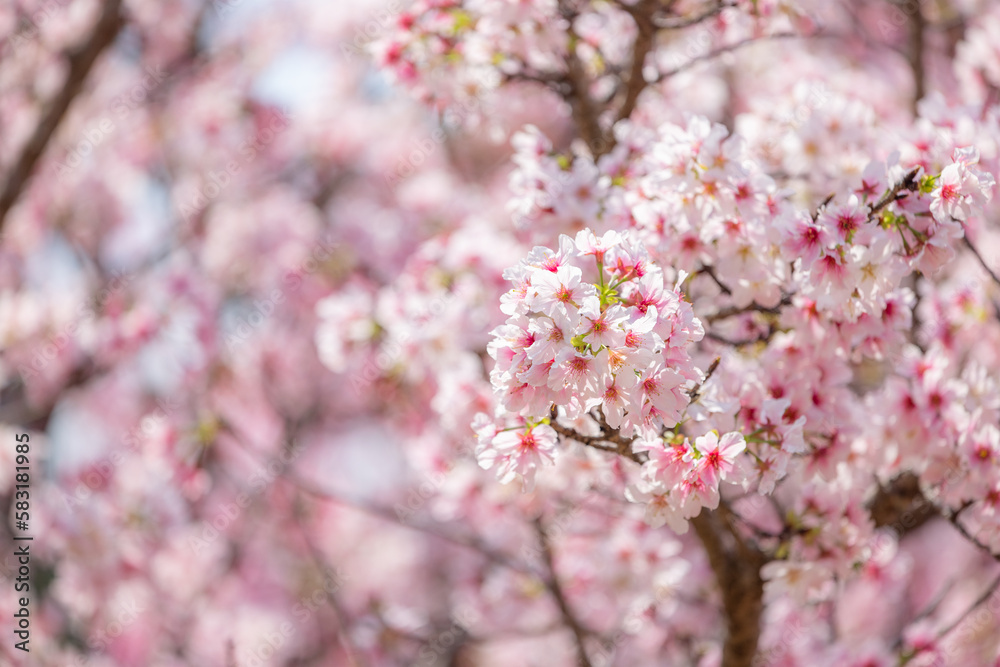 A beautiful sea of cherry blossom trees