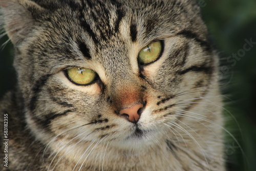 close up of a cat © AliCagatay