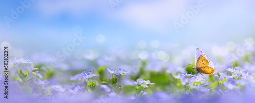 Beautiful blurred spring nature background with blooming meadow and blue sky on a sunny day. Butterfly and delicate blue flowers