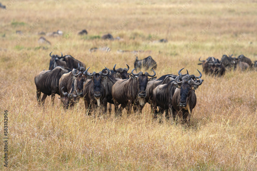 The big migration of the Wildebeests in Africa The big migration of the Wildebeests in Africa
