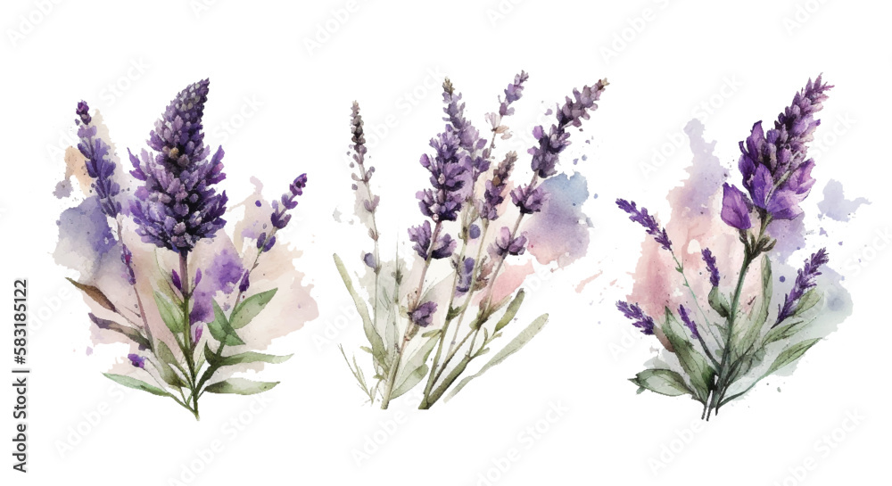Fototapeta premium Lavender set Vector watercolor. Beautiful floral bouquets isolated on white background illustration