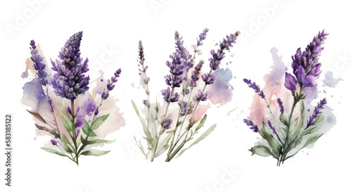 Lavender set Vector watercolor. Beautiful floral bouquets isolated on white background illustration