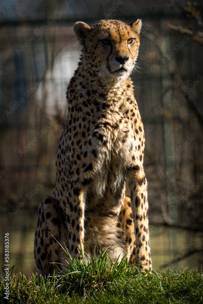 cheetah is wild cat in nature park cheetah is wild cat in nature park