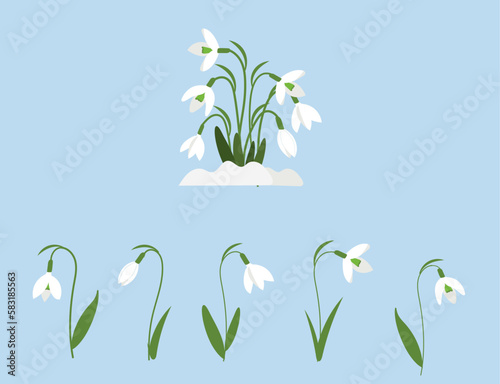 Different snowdrop flower set. Galanthus plants. Spring bouquet with snowdrops, vector illustration