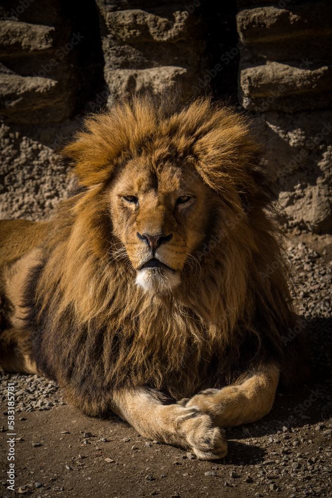 Naklejka premium barbary lion in nature park