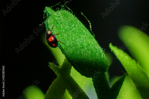 An asian lady beetle resting on a green fake leave. Dark green background.Harmonia axyridis. © Bill Stefanis