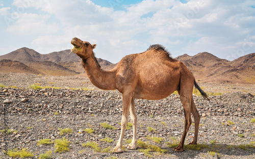 Light brown camel grazing on small grass patches in arid desert, small hills in distance, typical landscape near Al Qrash, Saudi Arabia