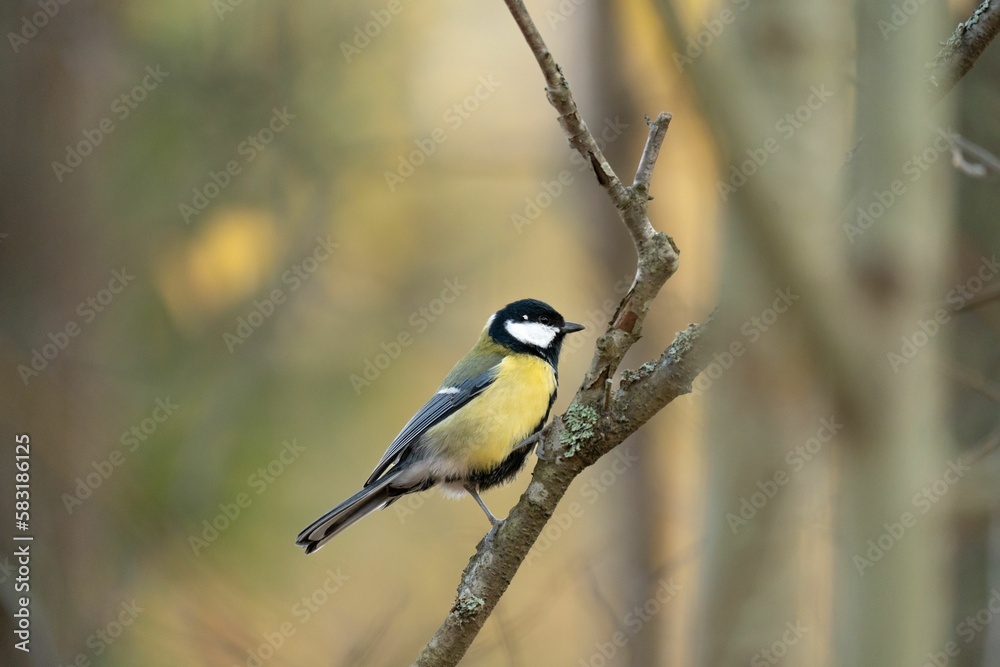 Naklejka premium Closeup of great tit (Parus major) resting on a tree branch