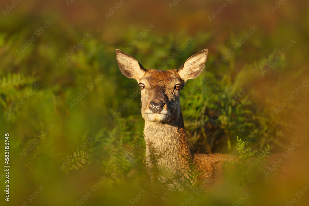 Fototapeta premium Close up of a red deer hind in bracken
