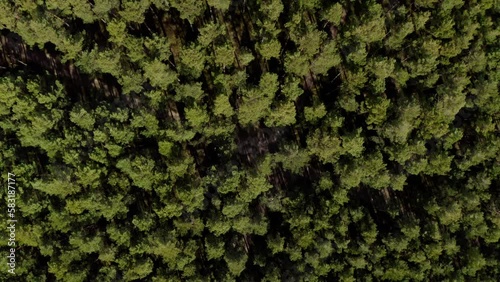 Top down aerial drone view of spring common pine forest, spring woodland aerial shot. Drone fly over green coniferous Pinus sylvestris trees. Flight over woods, natural background in motion. 4k UHD.