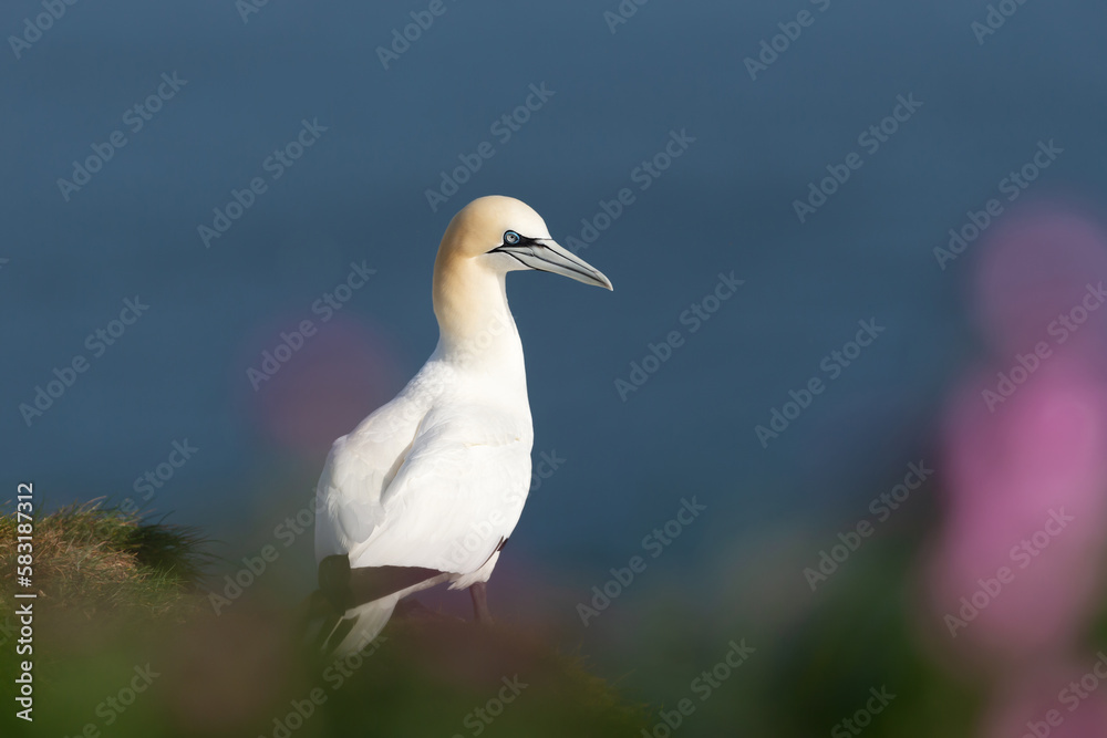 Close up of a Northern gannet in pink heather Close up of a Northern gannet in pink heather
