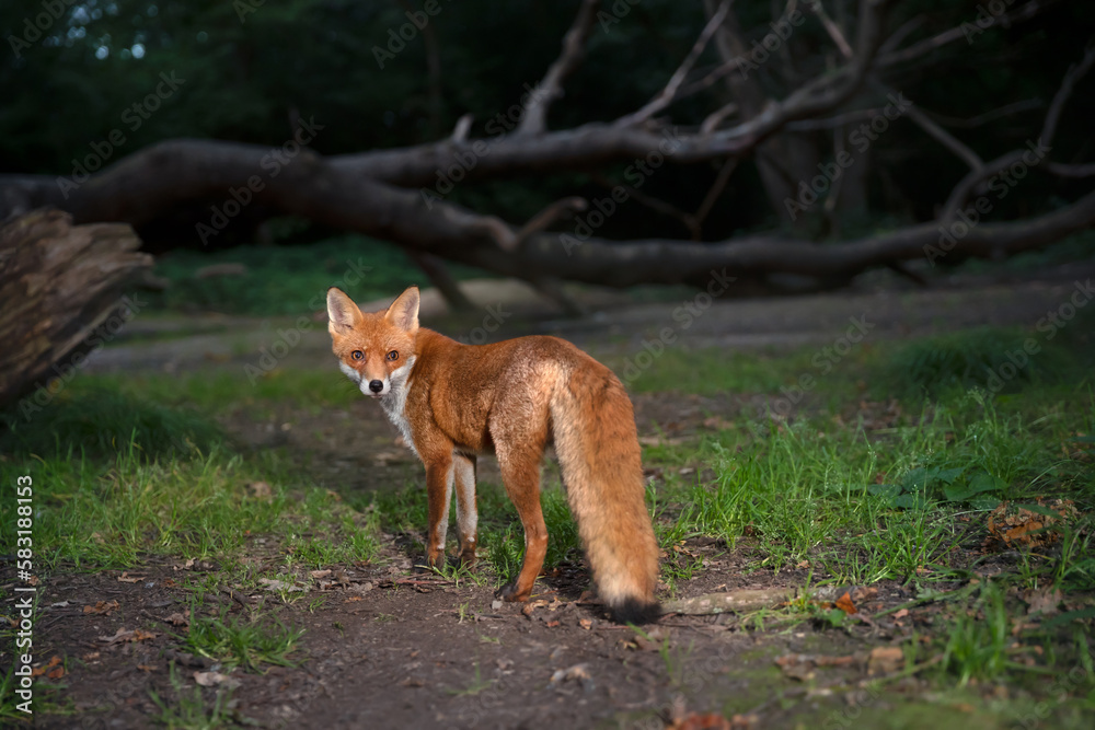 Red fox in a forest in the evening