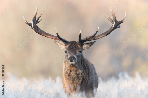 Close up of a Red deer stag in winter © giedriius