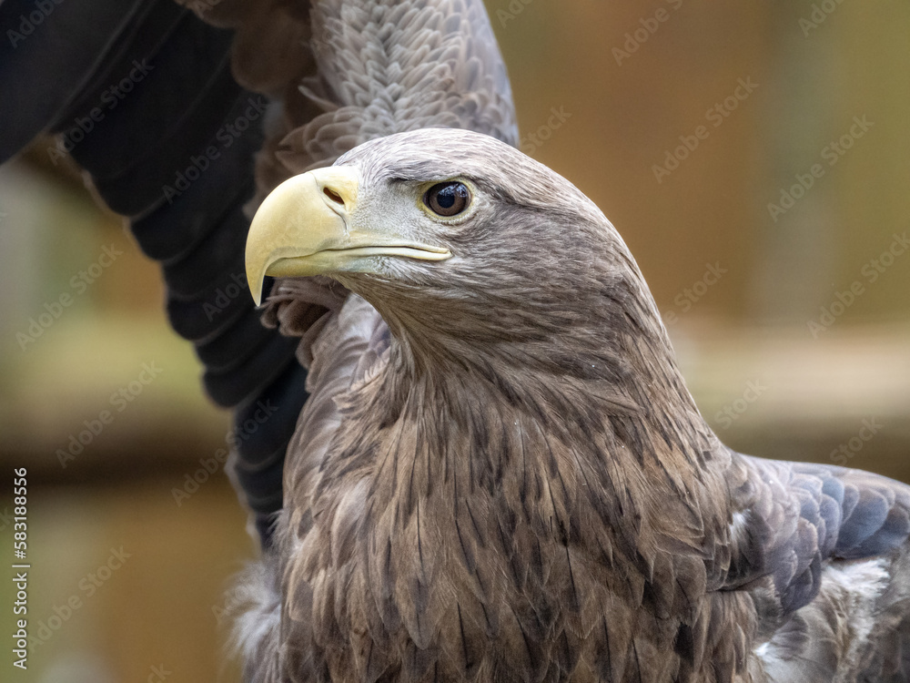 Fototapeta premium Adler